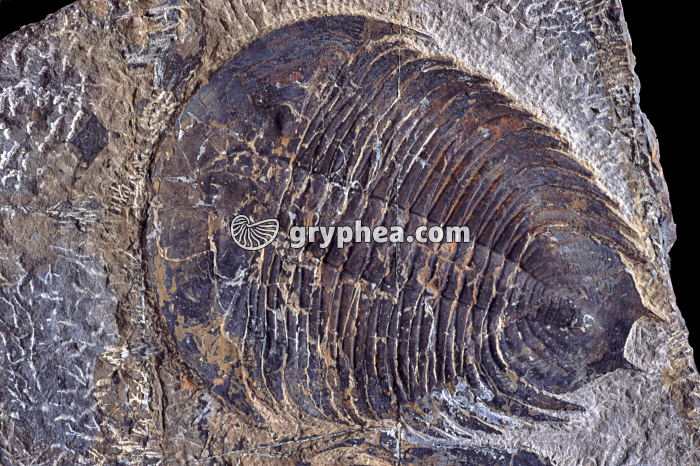 Trilobite non déterminé - gryphea.org